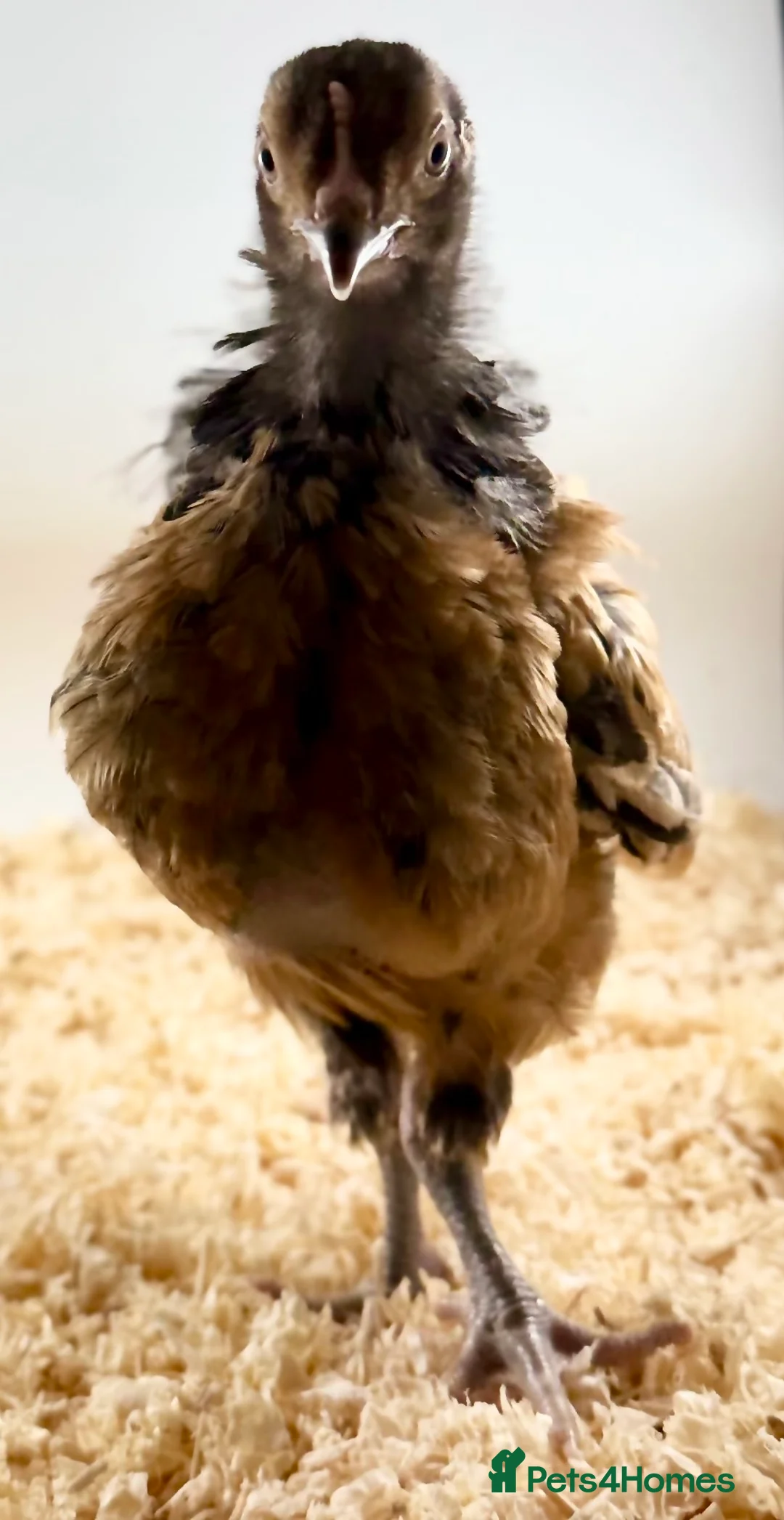 Chickens poultry for sale: Chicks, USA Bearded Silkies, Vorwerk, LF Brahma  in Wakefield - Advert 1