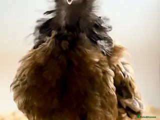 Chickens poultry Chicks, USA Bearded Silkies, Vorwerk, LF Brahma in Wakefield - Advert 1