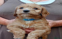 Cockapoo dogs for sale: Cockapoo F1 puppies  - Image 8