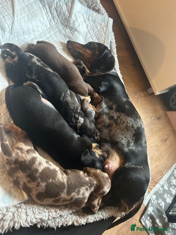 Miniature Dachshund dogs Miniature dachshunds for sale - READY TO GO - Advert 3