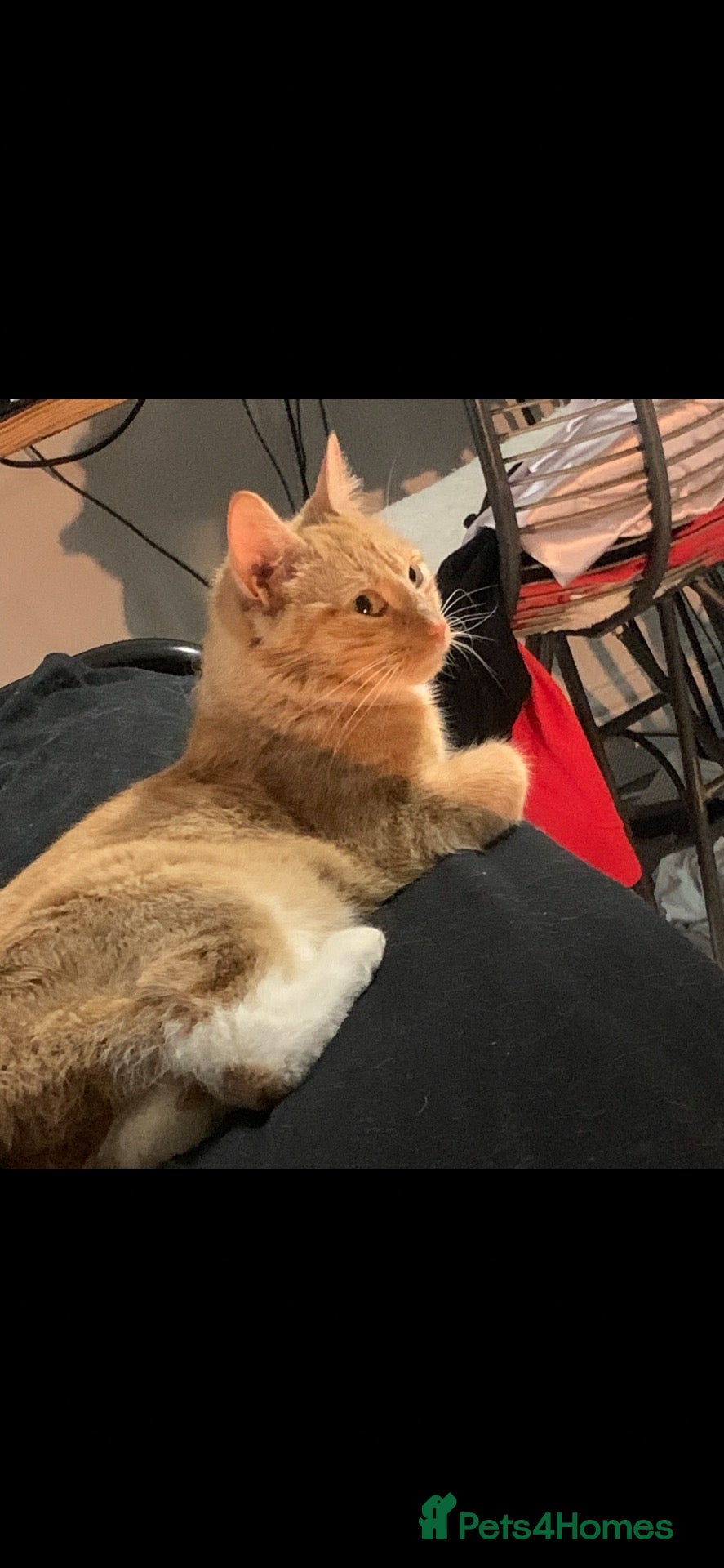 Mixed Breed cats Ginger female for sale  - Advert 3