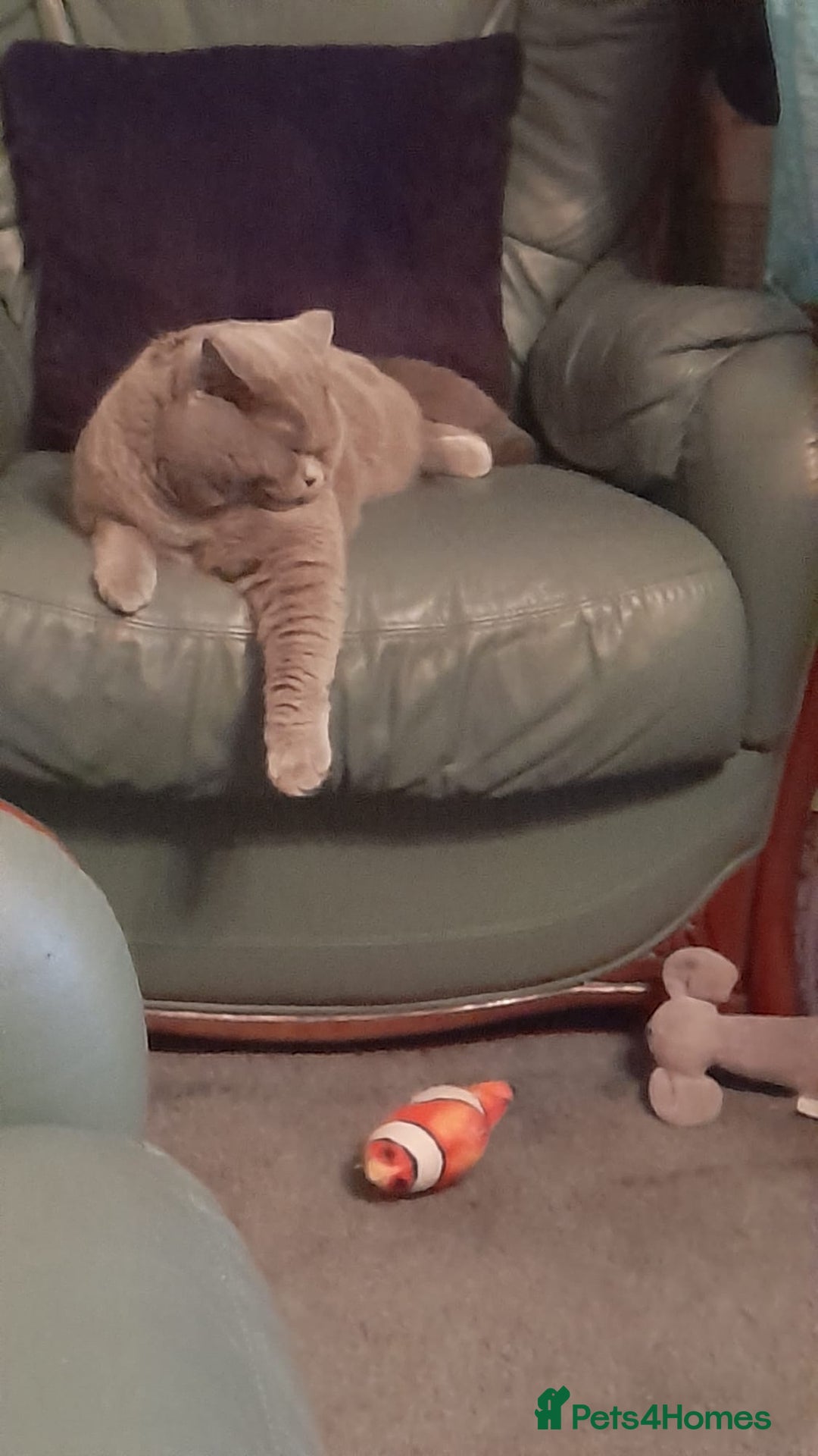 British Shorthair cats for sale: Beautiful British Blue Shorthair Male – 1 Yr Old - Advert 15