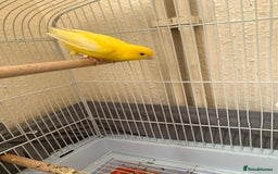 Canaries birds for sale: Canaries  - Image 5
