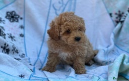 Poochon dogs for sale: Beautiful Poochons  - Image 25