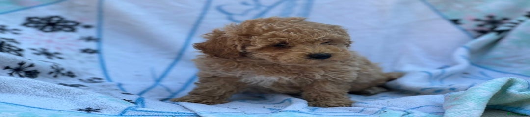Poochon Puppy 4