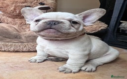 French Bulldog dogs for sale: Beautiful French Bulldog Puppies - Image 37