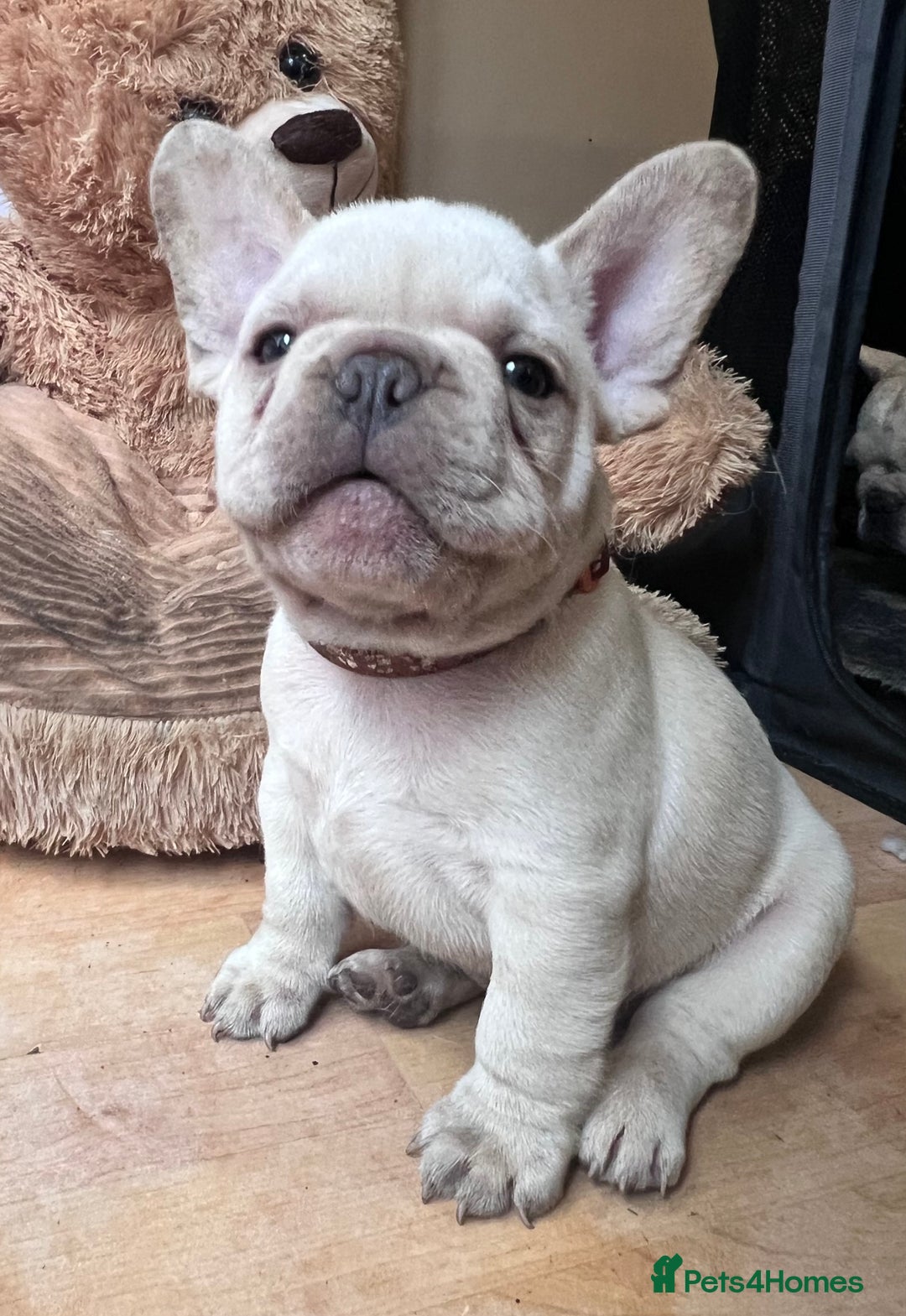 French Bulldog dogs for sale: Beautiful French Bulldog Puppies - Image 37