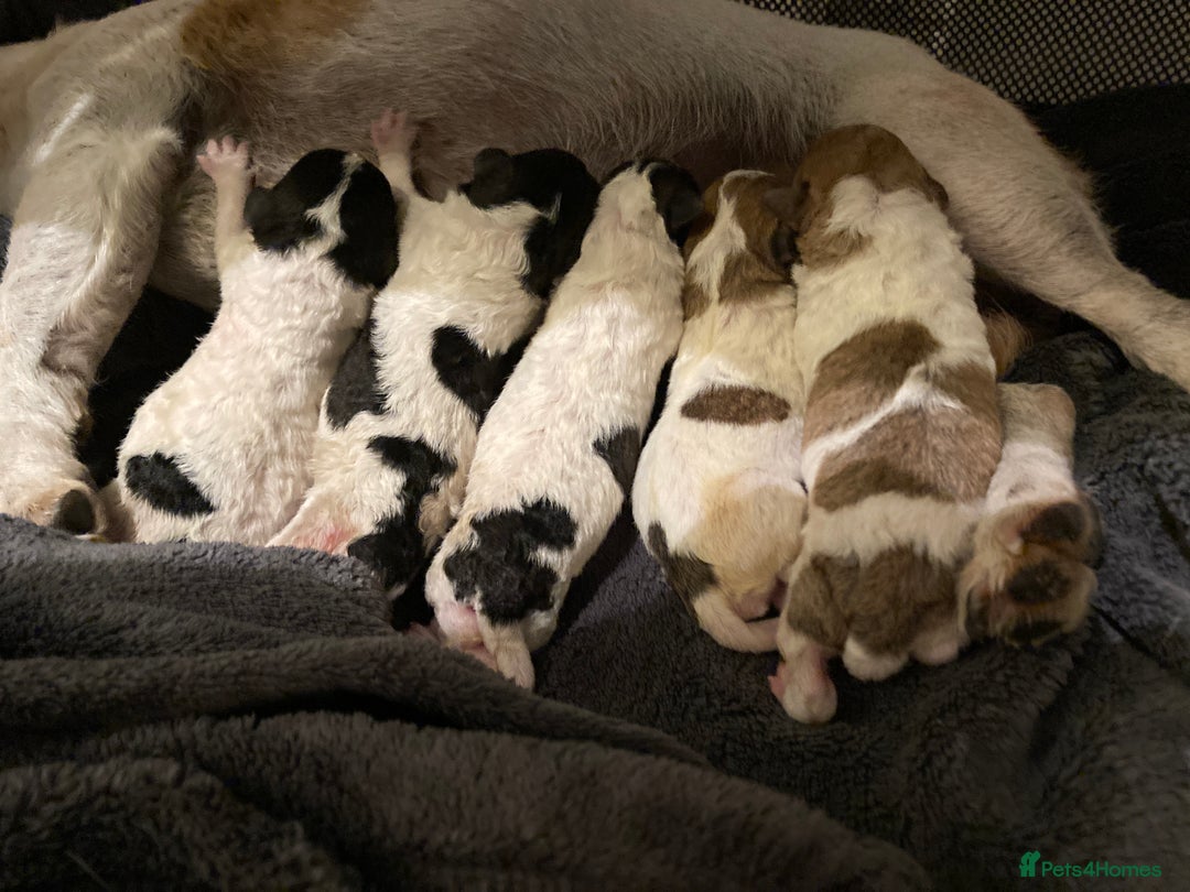 Jackapoo dogs for sale: @@GORGEOUS JACKAPOO PUPPIES@@ - Image 2