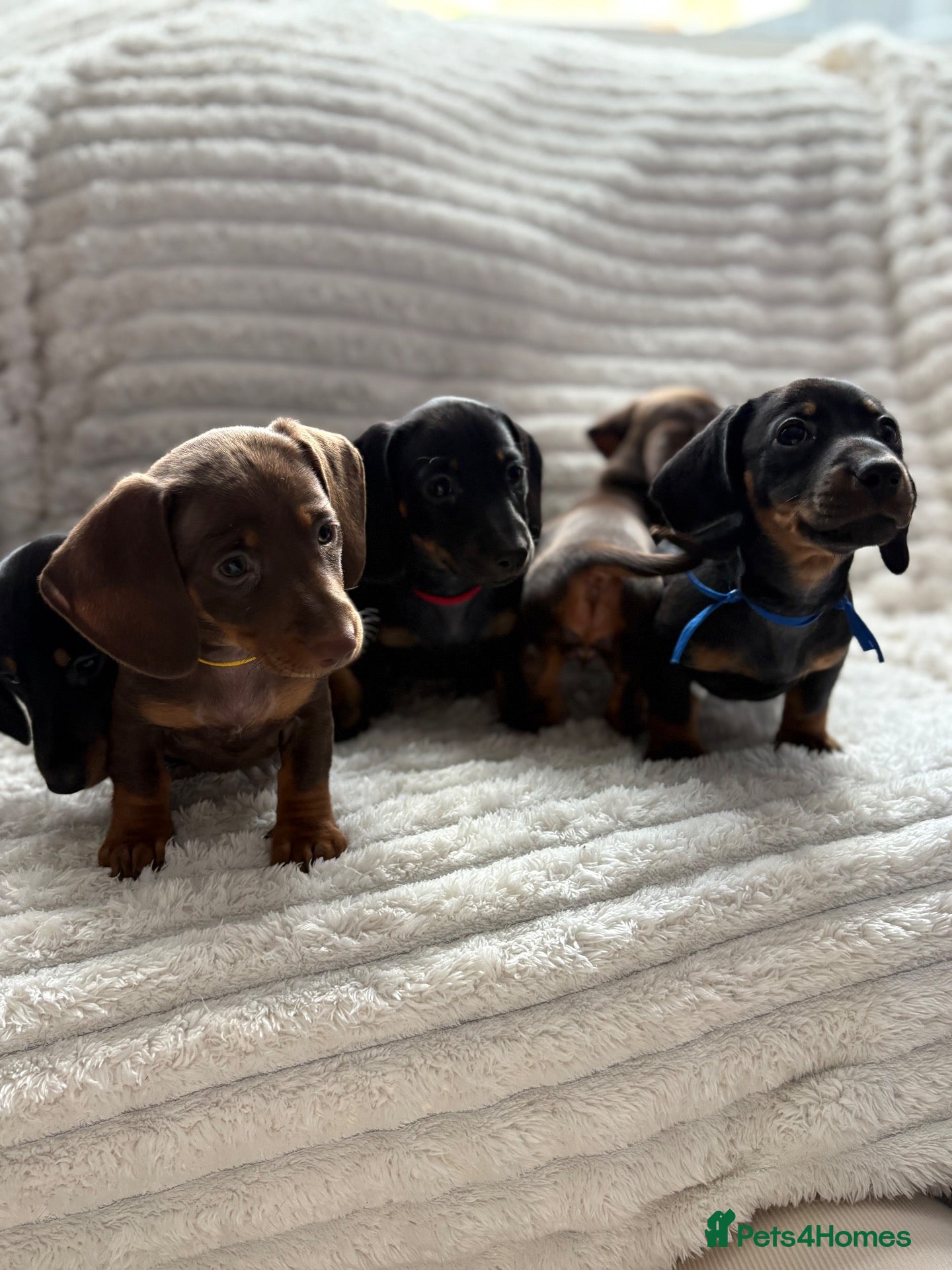 Miniature Dachshund dogs Beautiful litter of miniature dachshund pups - Advert 7