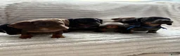 Miniature Dachshund dogs for sale: Beautiful litter of miniature dachshund pups - Advert 1