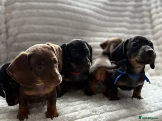 Miniature Dachshund dogs BLACK AND TAN/last of the litter one girl two boy - Advert 1