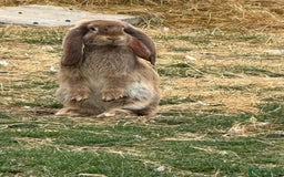 French Lop rabbits for sale: Giant French Lop Buck Kid - Image 5