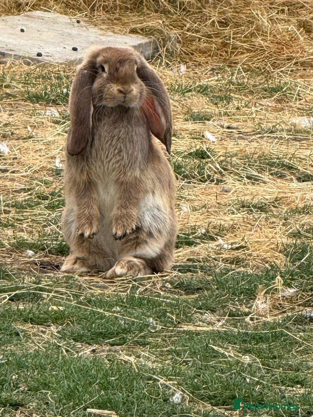 French Lop rabbits for sale: Giant French Lop Buck Kid - Image 5