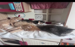 Mixed Breed cats for sale: Two beautiful litters 2 days apart  - Image 13