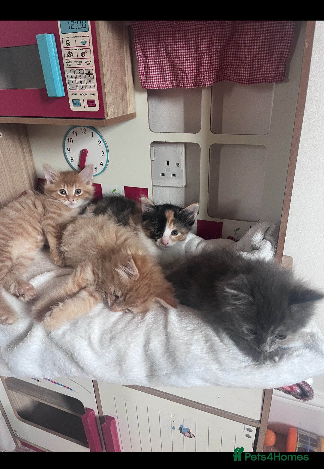 Mixed Breed cats for sale: Two beautiful litters 2 days apart  - Image 13