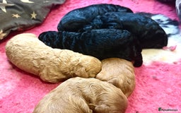 Cavapoo dogs for sale: 🐾Stunning F1B Cavapoo Puppies🐾 - Image 3