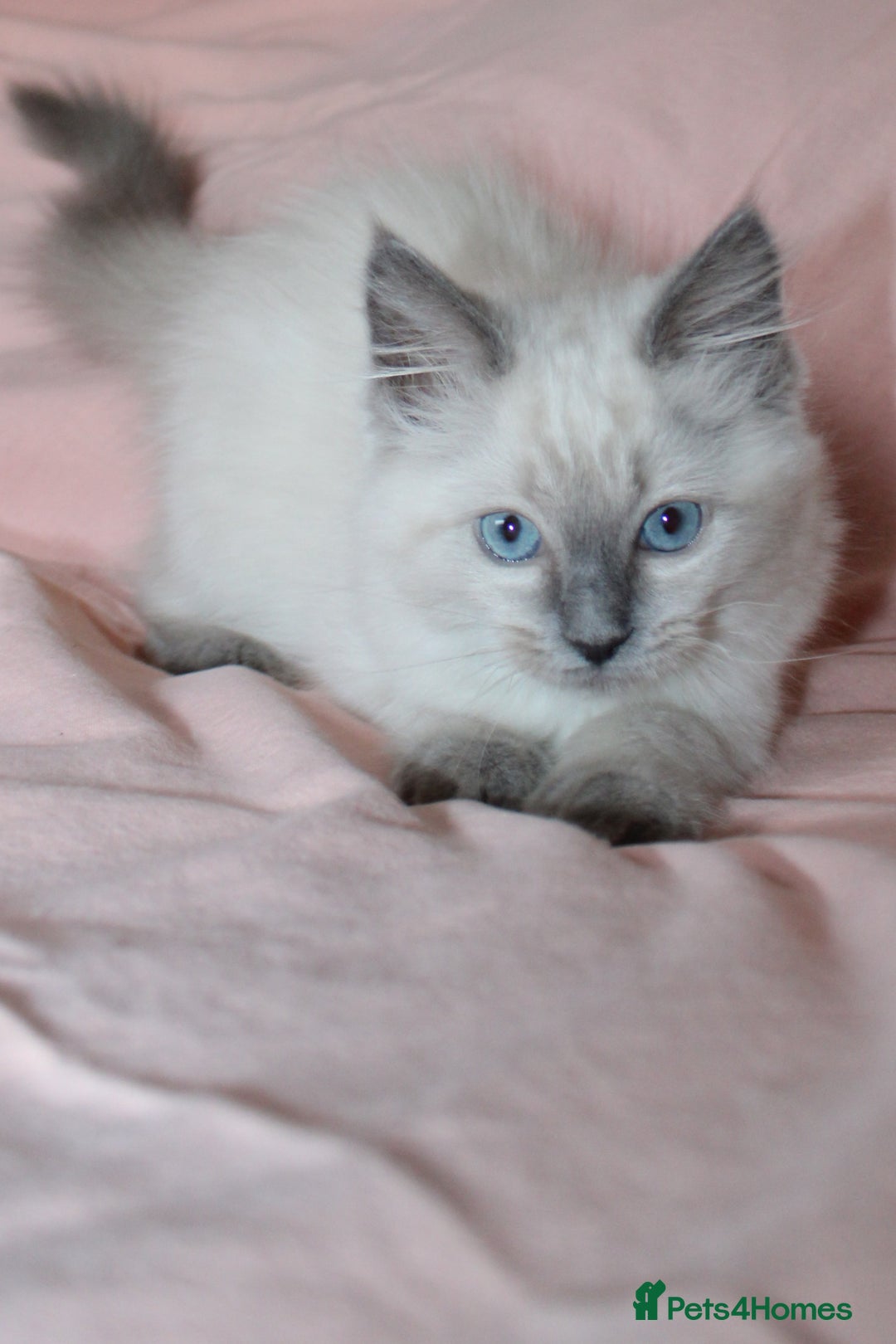 Ragdoll cats for sale: Purebred Ragdoll  - Image 9