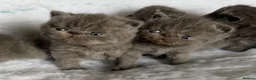Exotic cats for sale: Exotic Shorthair Kittens For Sale - Advert 19