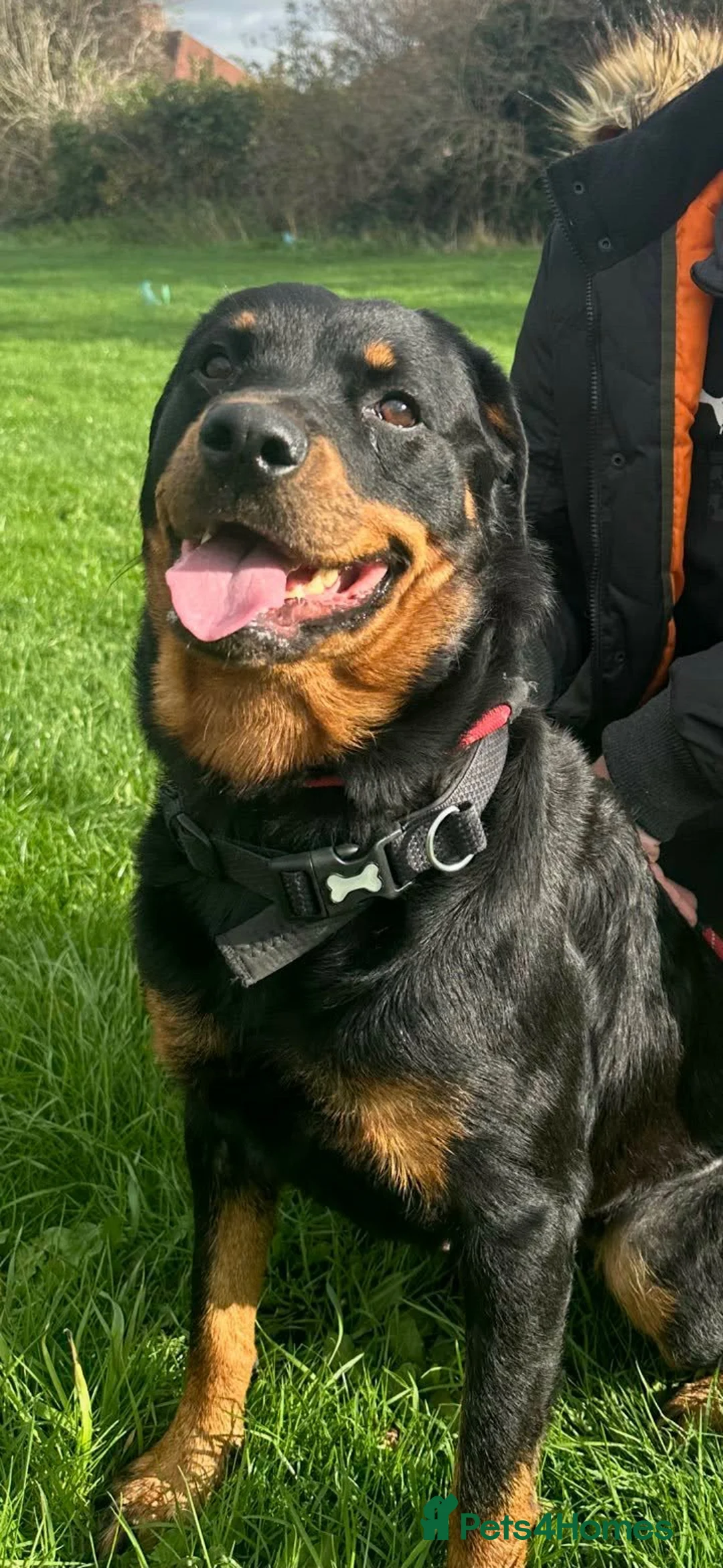 Mixed Breed dogs for sale: Rottweiler/Siberian Husky puppies - Advert 2