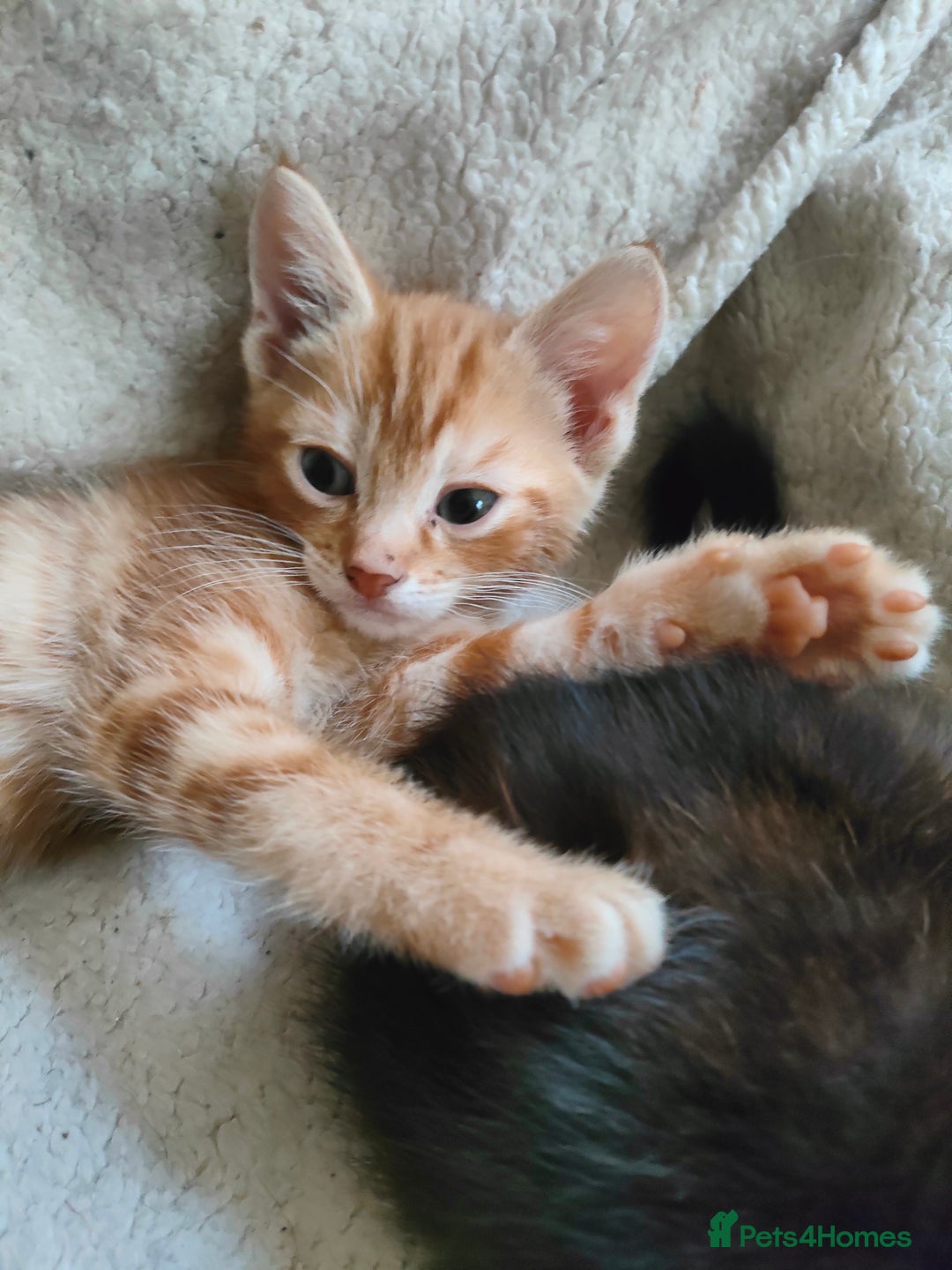 Domestic Shorthair cats for sale: Last of the litter ginger kitten ready to go - Image 3