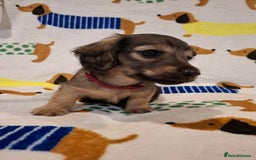 Miniature Dachshund dogs for sale: Mini Long Haired Dachshund - Image 5