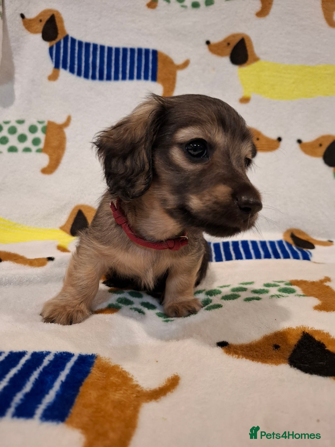 Miniature Dachshund dogs for sale: Mini Long Haired Dachshund - Image 5