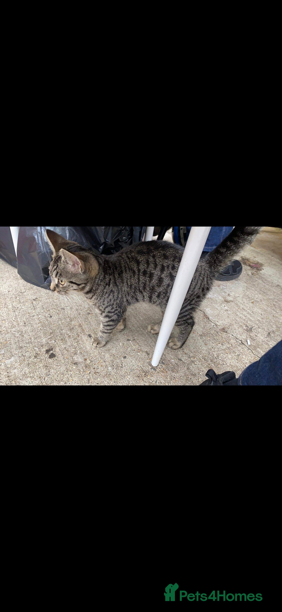 Mixed Breed cats for sale: Cat for free - Advert 3