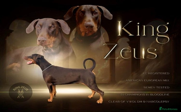 Dobermann dogs in West Wickham - Advert 4