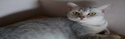 British Shorthair cats for sale: 2 left -GCCF Registered British Shorthair Kittens  - Advert 2