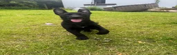 Belgian Shepherd Dog dogs for sale: RARE BLACK&BROWN BELGIAN MALINOIS PUPPIES - Advert 9