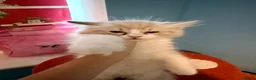 Ragdoll cats for sale: 1 pure ragdoll tica ragdoll - Advert 4
