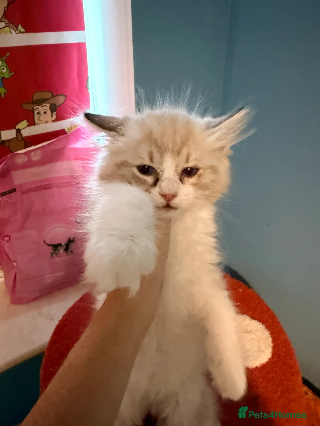 Ragdoll cats for sale: 1 pure ragdoll tica ragdoll - Advert 4