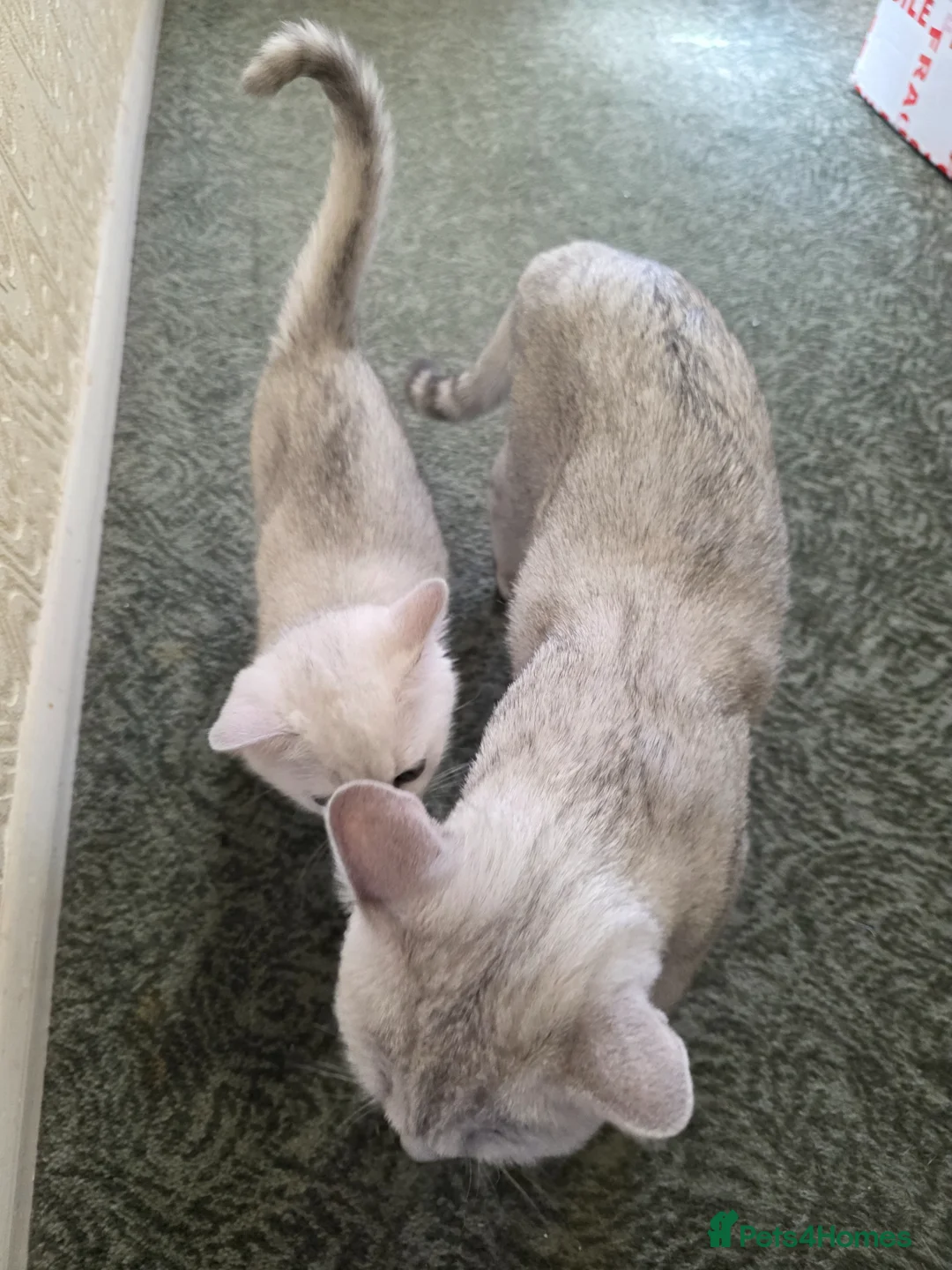 British Shorthair cats for sale: British Shorthair kittens  - Advert 2