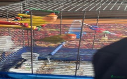 Lovebirds birds for sale: Two peached face lovebirds male & female - Image 2