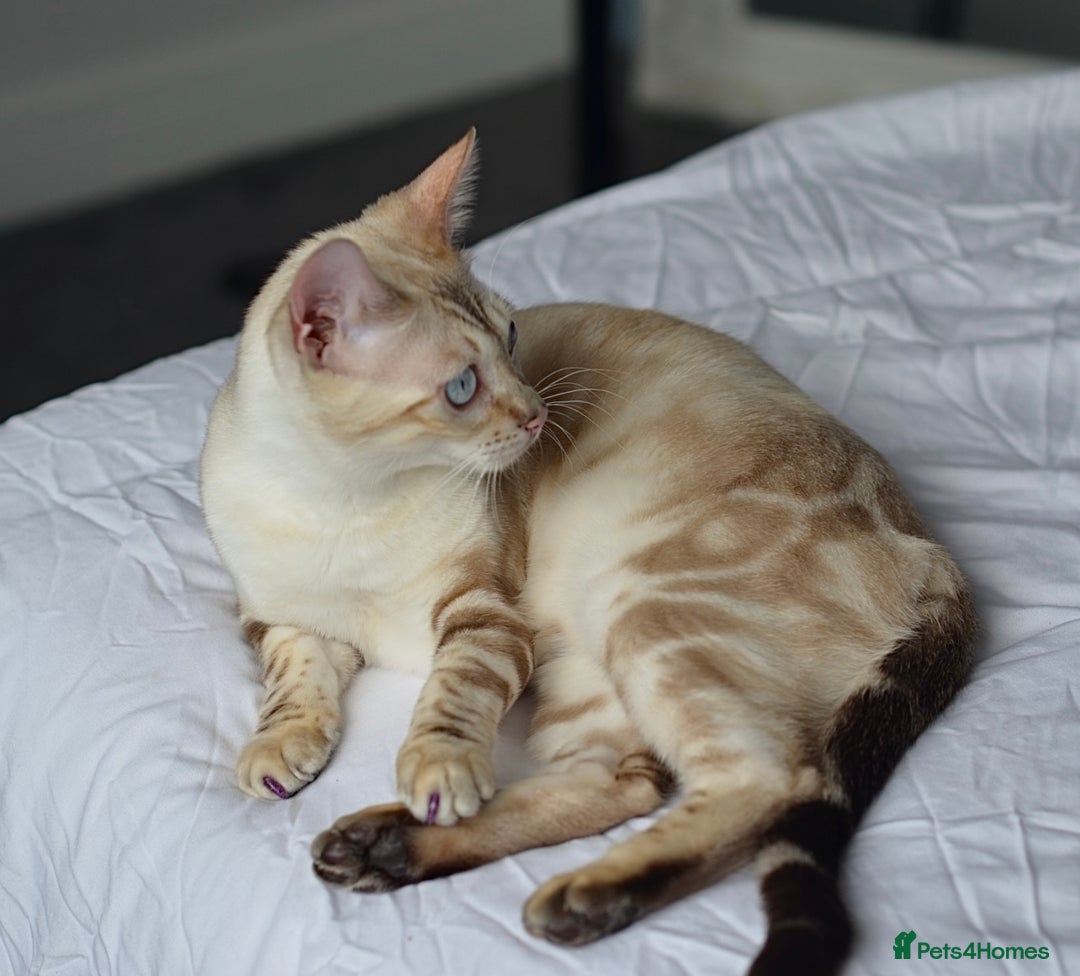 Bengal cats for sale: 🧬LIMITED BENGAL KITTENS DUE JAN🧬 - Advert 7