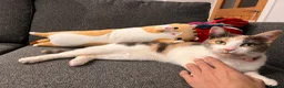 Mixed Breed cats for sale: Nezuko for sale in Dartford - Advert 5