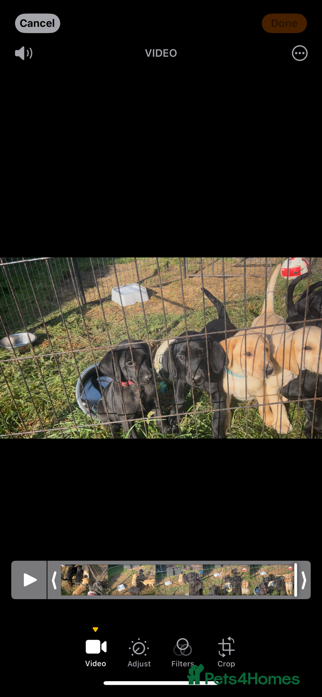 Labrador Retriever dogs for sale: Labrador puppies  - Image 20