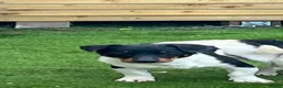 Jack Russell dogs for sale: 5 jack russell puppies for sale  - Advert 10