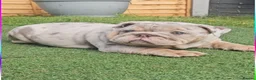 English Bulldog dogs for sale: Lilac & tan merle girl English bulldog ready now - Advert 8