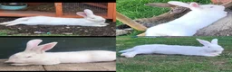 Continental Giant rabbits for sale: 4 x bunnies continental giant Dutch and mini lop - Advert 3
