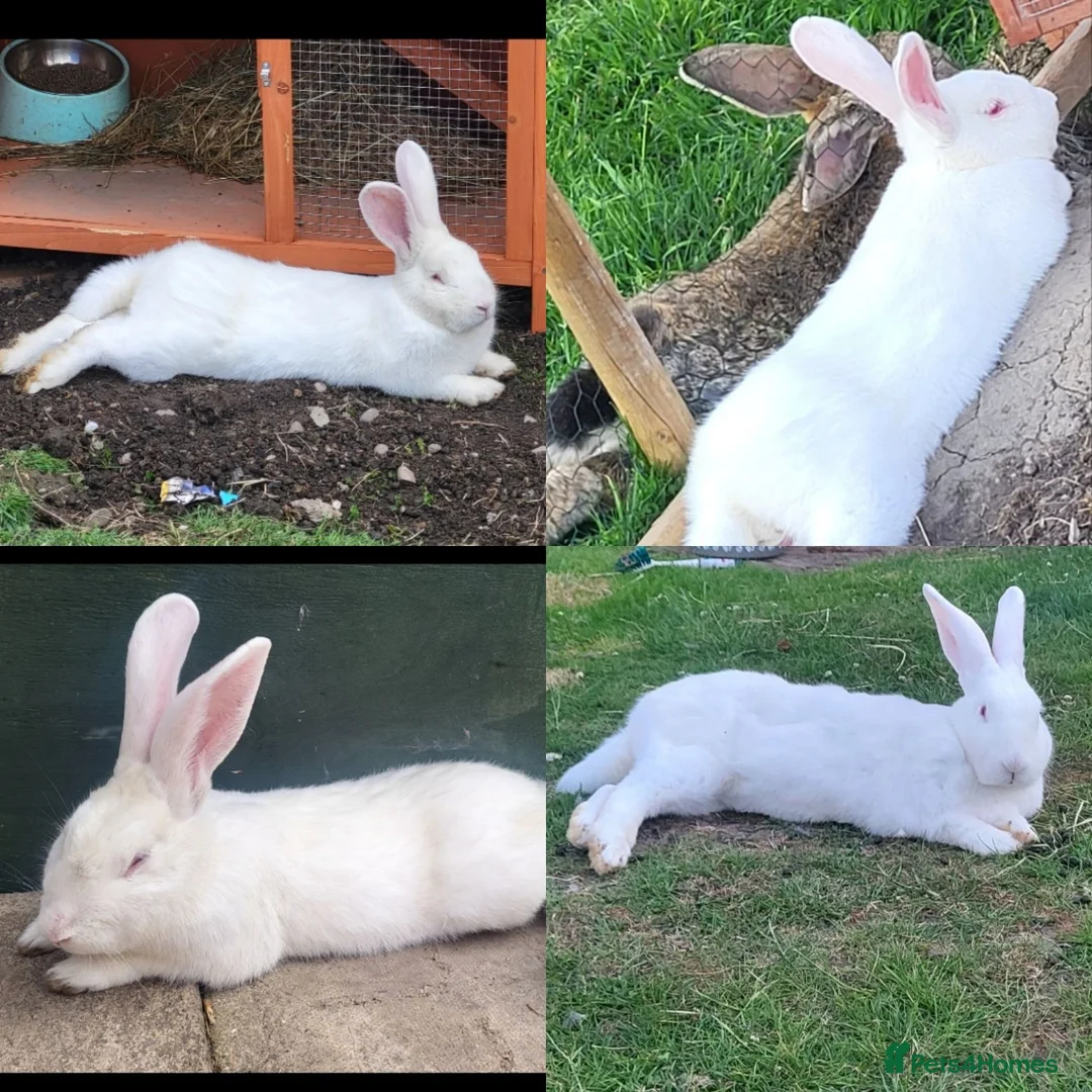 Continental Giant rabbits for sale: 4 x bunnies continental giant Dutch and mini lop - Advert 3