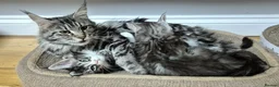 Maine Coon cats for sale: 🎀 Outstanding GCCF Pedigree Maine Coon Kittens  - Advert 10