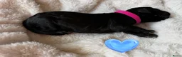 Bernedoodle dogs for sale: Beautiful large standard bernedoodle puppies  - Advert 10
