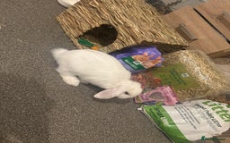 Dwarf Lop rabbits for sale: White Dwarf Llop - Image 14