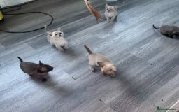 Burmese cats for sale: Burmese kittens  - Image 5