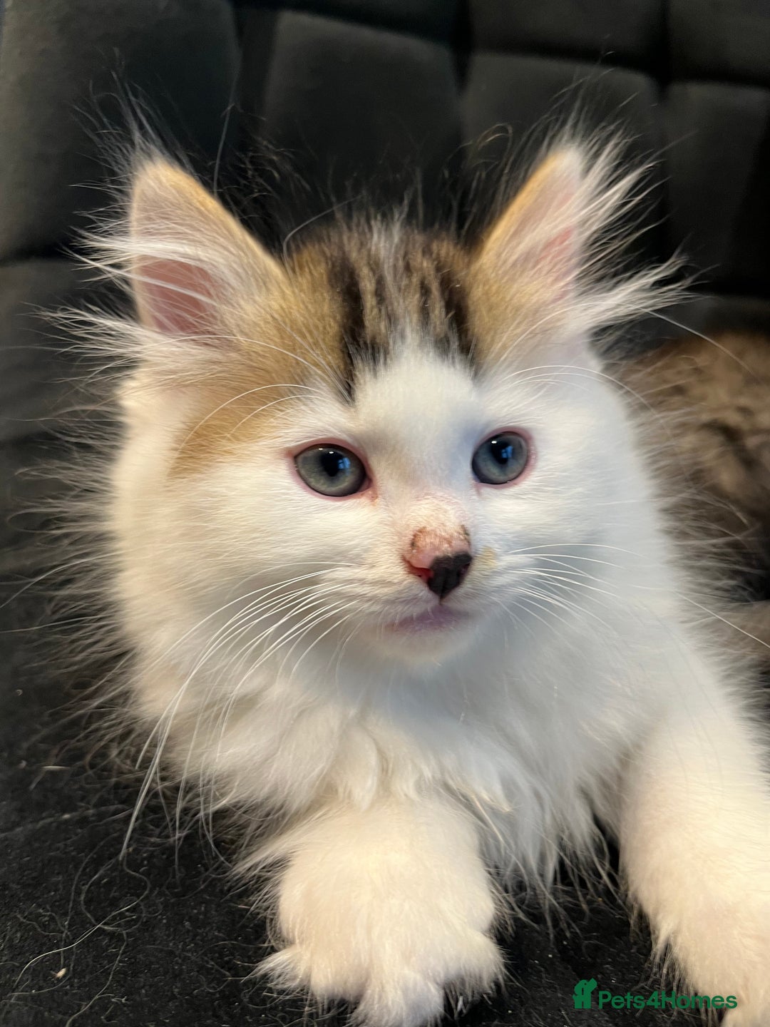 Siberian cats for sale: Stunning Siberian kittens 🐱  - Advert 2