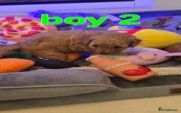 Maltipoo dogs for sale: 🐶 3 beautiful maltipoo pups for sale 🐶 - Image 4