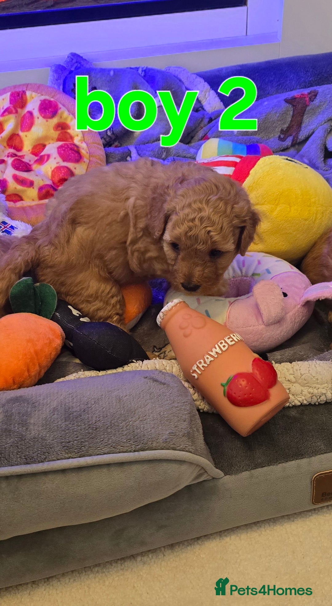 Maltipoo dogs for sale: 🐶 3 beautiful maltipoo pups for sale 🐶 - Image 4