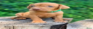 Green Collar Female