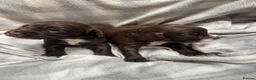 Sprocker dogs for sale: Sprocker puppies  in Dalry - Advert 16
